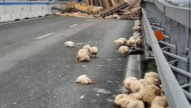 Incidente sulla E45: camion di polli ribaltato e animali in strada, un evento straziante