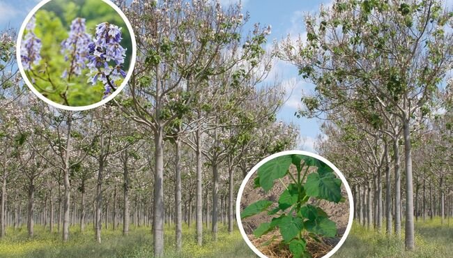 La paulownia: un albero dalle potenzialità sorprendenti e dai rischi sottovalutati