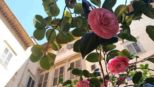 Il giardino delle camelie di Boboli: eccezionale apertura al pubblico dal 13 gennaio al 13 aprile 2025