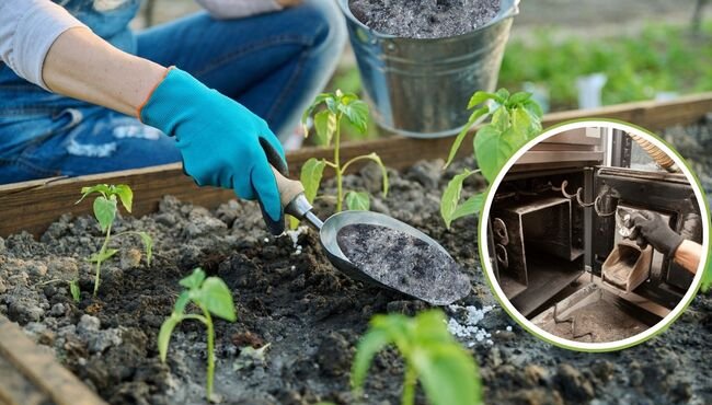 Ceneri di pellet: risorsa ecologica per il giardinaggio e il benessere delle piante