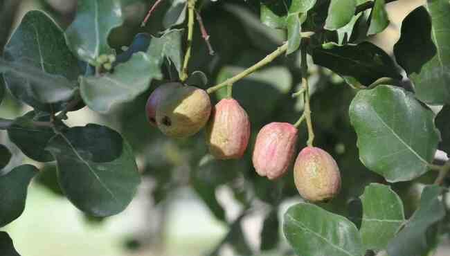 Il peumo: l'albero cileno che combatte il cambiamento climatico e migliora la biodiversità