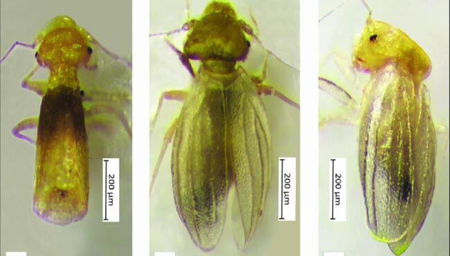 Scoperta unica: un insetto mai visto prima in Italia tra i libri del Collegio Alberoni di Piacenza