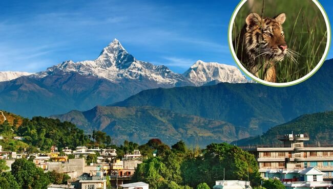 Nepal: un successo nella conservazione delle tigri si confronta con il rischio per la sicurezza umana