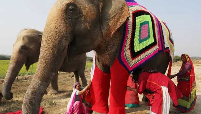 Maglioni giganti per elefanti: la proposta creativa del Wildlife SOS in India per affrontare il freddo invernale