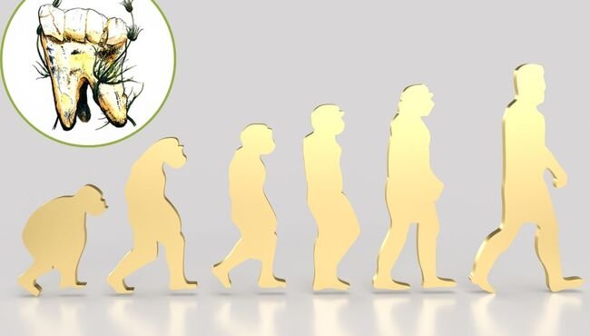 Gli Australopithecus africanus: una dieta sorprendentemente vegetariana