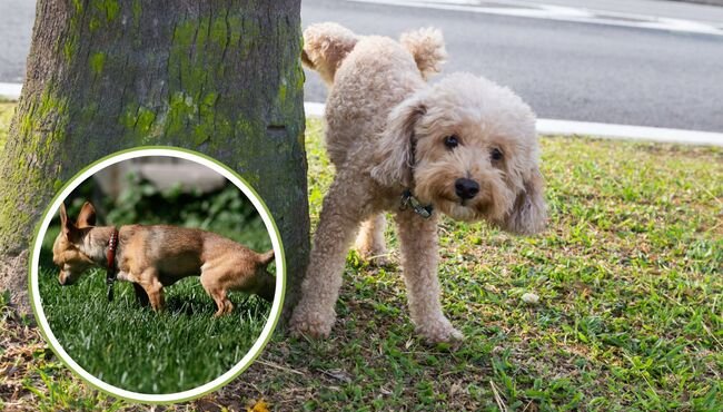 Il comportamento urinario nei cani: perché alcuni non alzano la zampa?