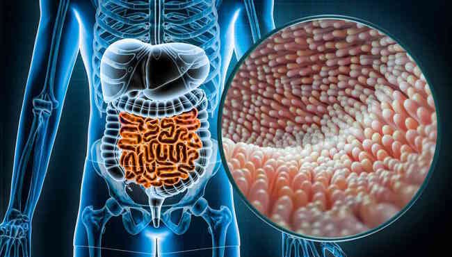 Studio internazionale rivela l'impatto delle diete sul microbioma intestinale