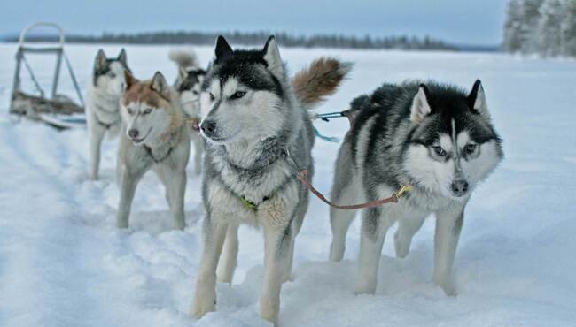 Il governo canadese si scusa per il massacro di 20.000 cani da slitta Inuit: 45 milioni per la riconciliazione