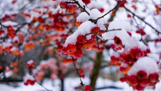 Quattro errori da evitare quando si acquistano piante in inverno: consigli per mantenerle in salute