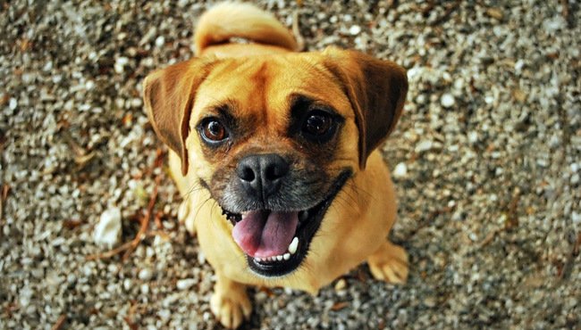 I cani sentono lo stress umano: come l'atteggiamento degli adottanti influisce sui loro comportamenti